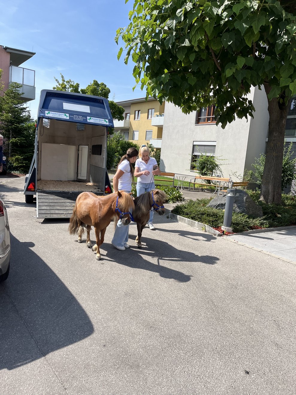 Zwergponys