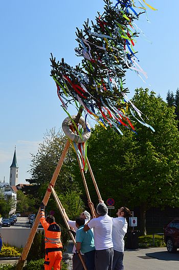 Maibaum